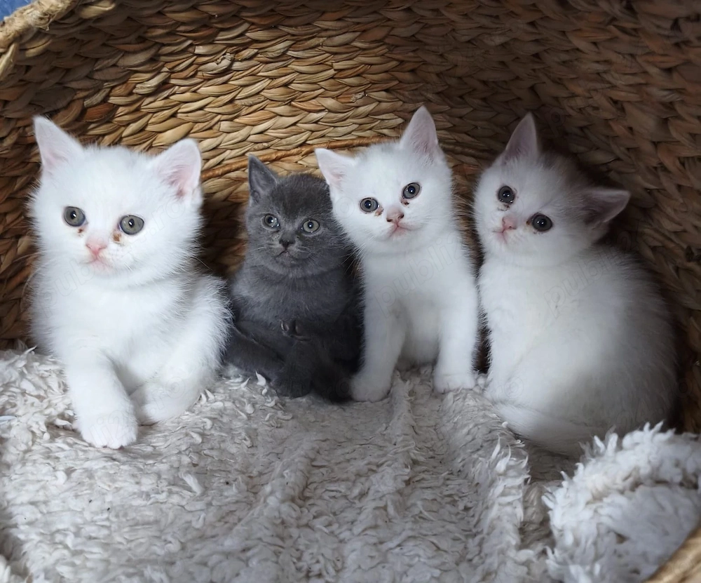 Pui British shorthair alb gri