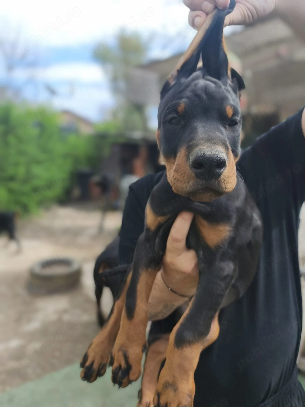 Căței Dobermann