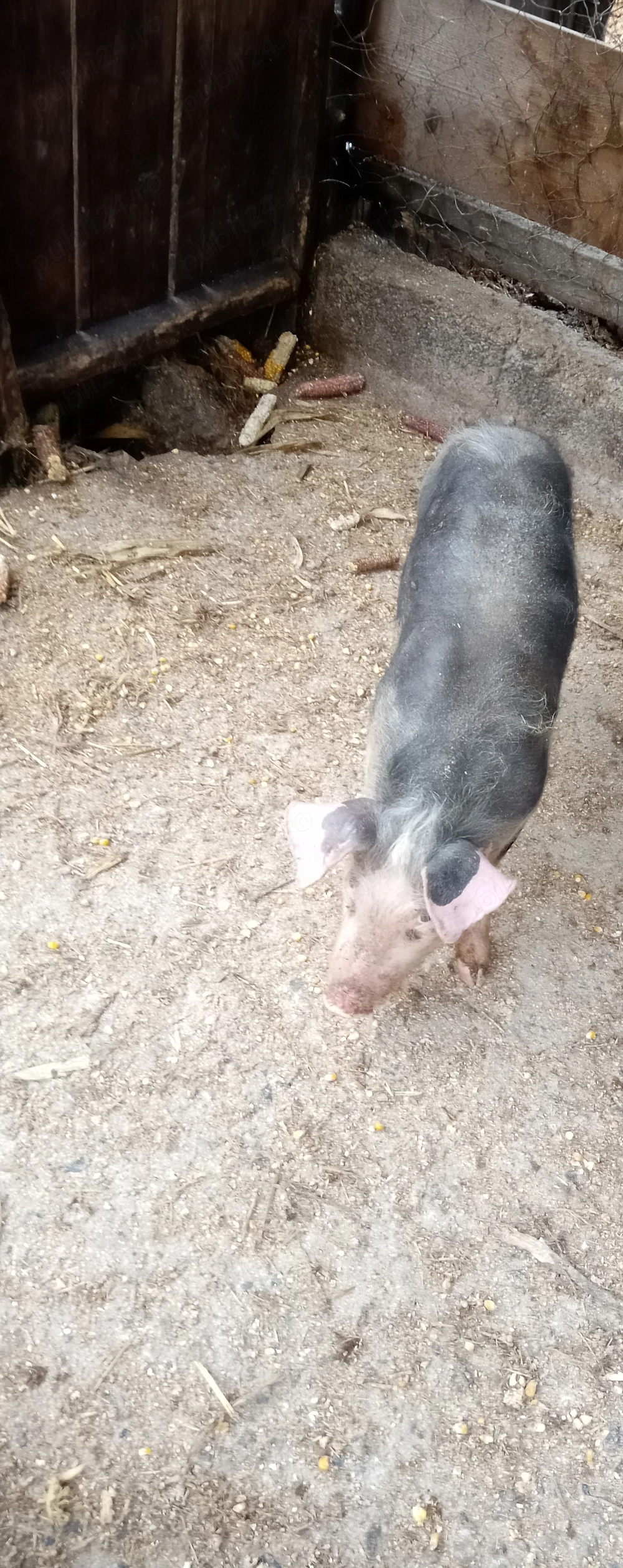 Vând purcel Pietrain 