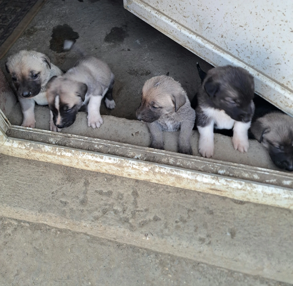 Kangal puiuți caută  stăpâni 