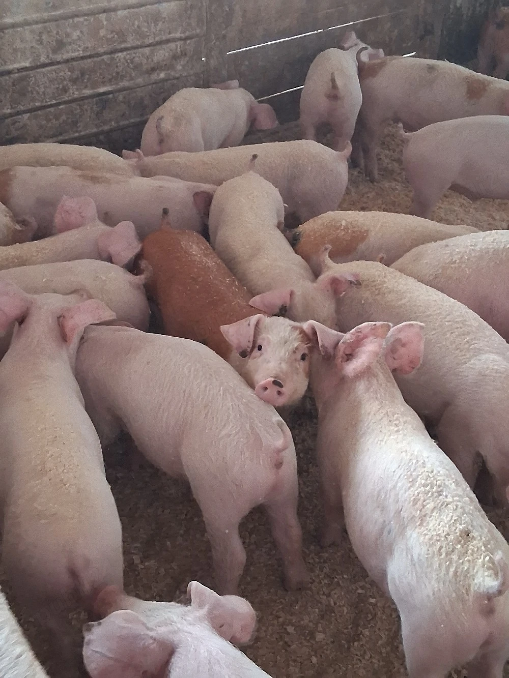 Vand Purcei rasa de carne 