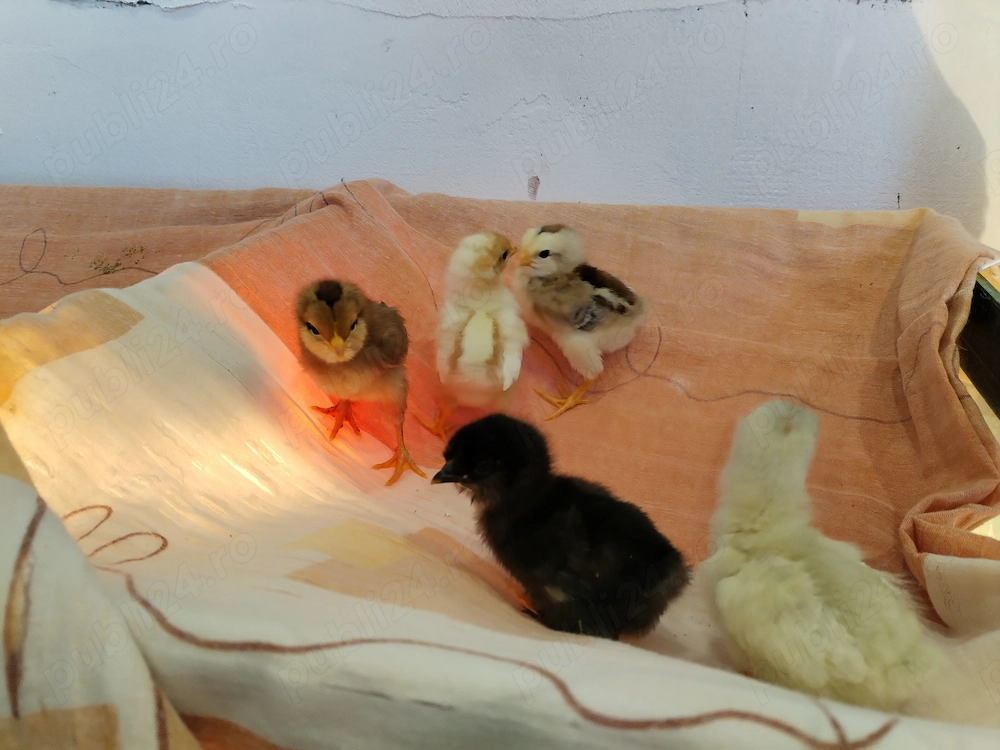 Vând puisori de o săptămână 