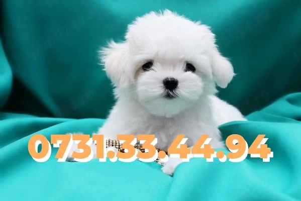 Bichon Maltese Talie Mica de vanzare cu Factura-Microcip-Carnet-Garantie- TRANSPORT GRATUIT LA TM