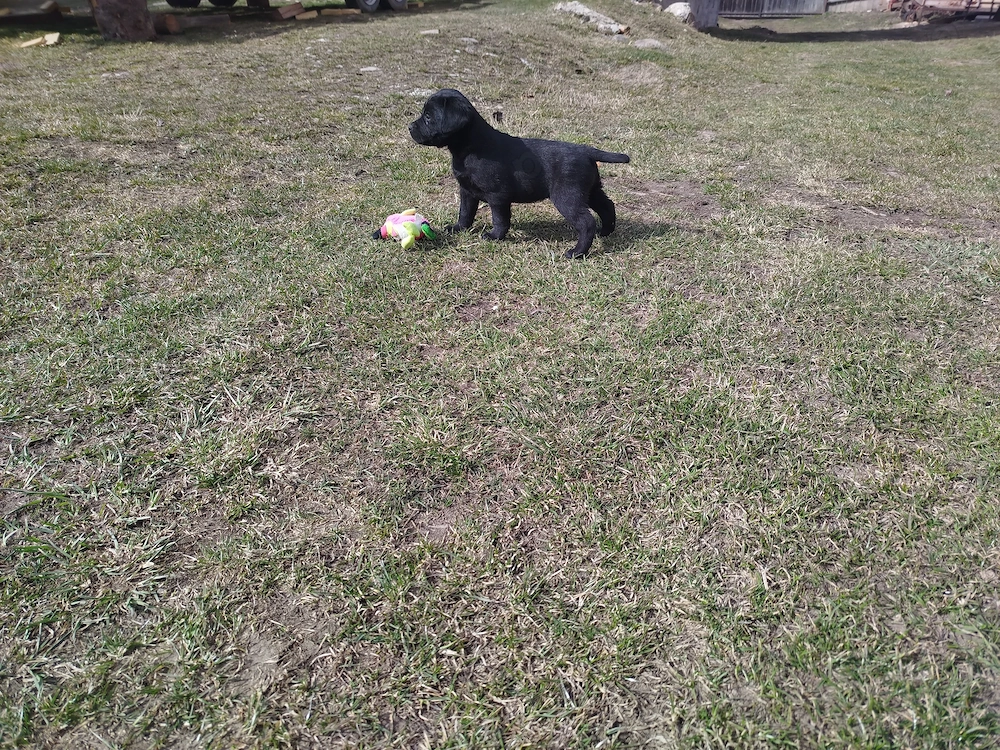 Pui  Labrador Retriever 