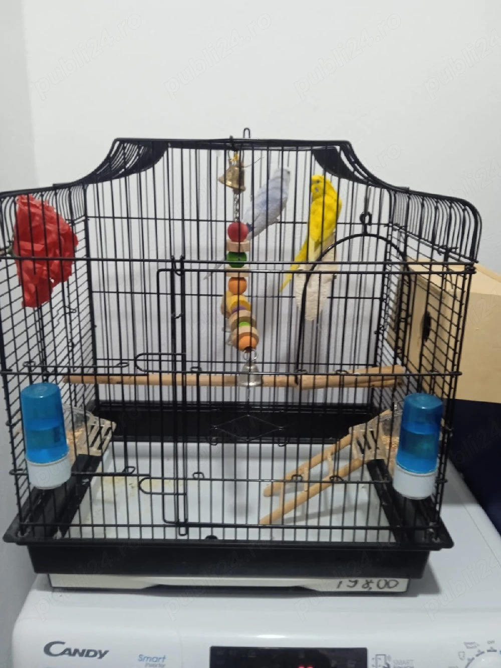 papagalii de vânzare 