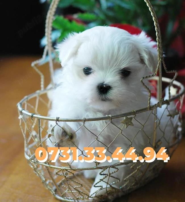 Bichon Maltese Talie Mica de vanzare cu Factura-Carnet-Microcip-Garantie-TRANSPORT GRATUIT LA IASI