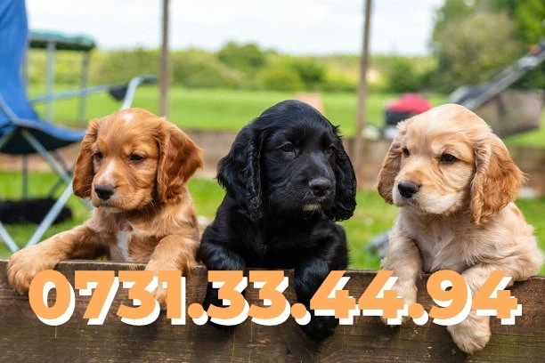 COCKER SPANIEL ENGLEZ de vanzare cu Factura-Carnet-Microcip-Garantie-Transport GRATUIT la BUCURESTI