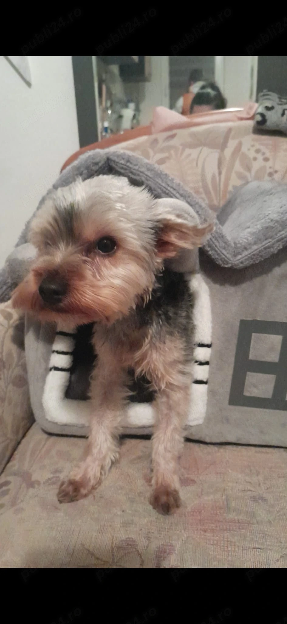 De vânzare Yorksshire Terrier Mini Toys