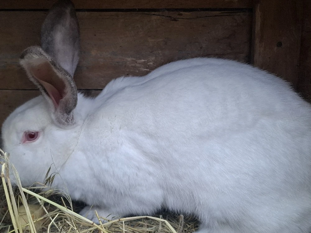 vând iepuroiacă gestantă