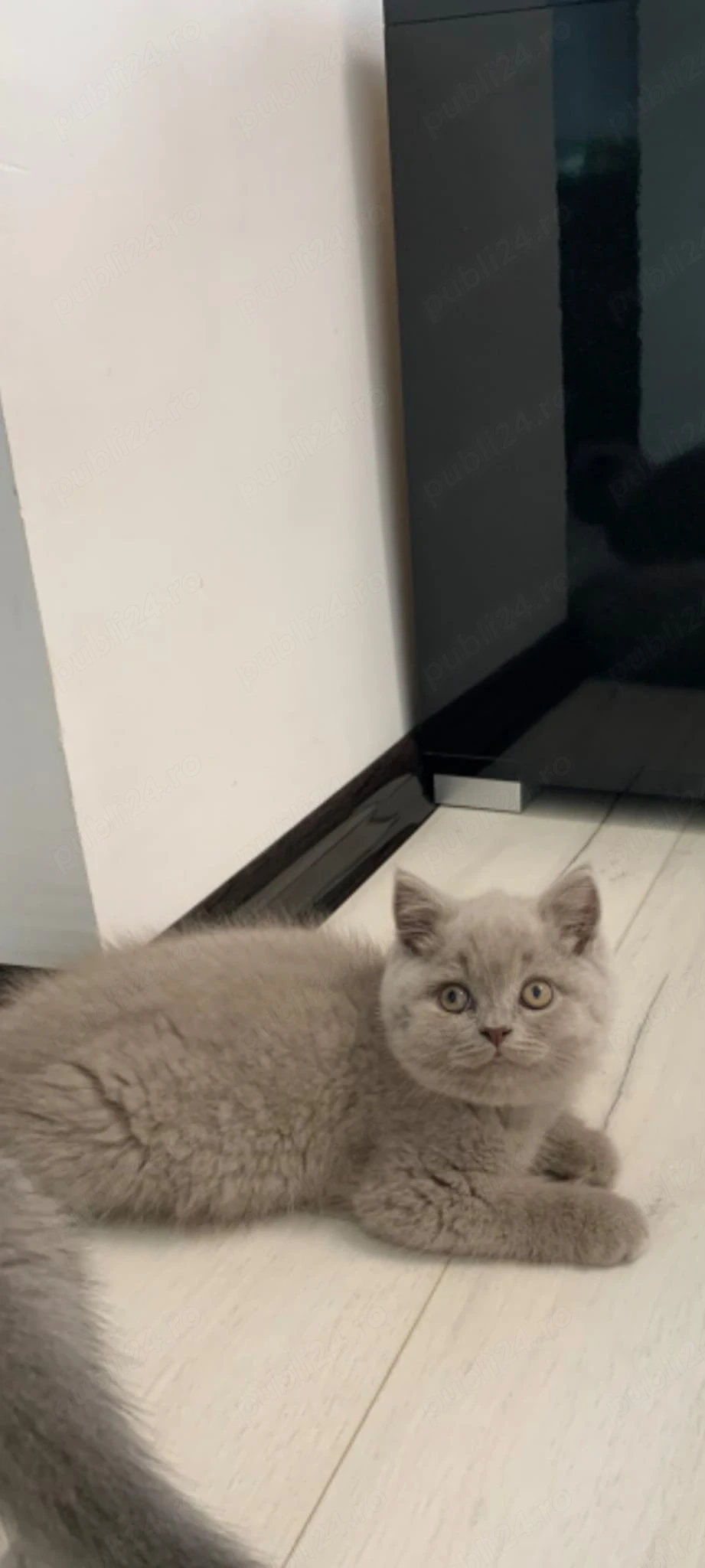 British Shorthair Lilac
