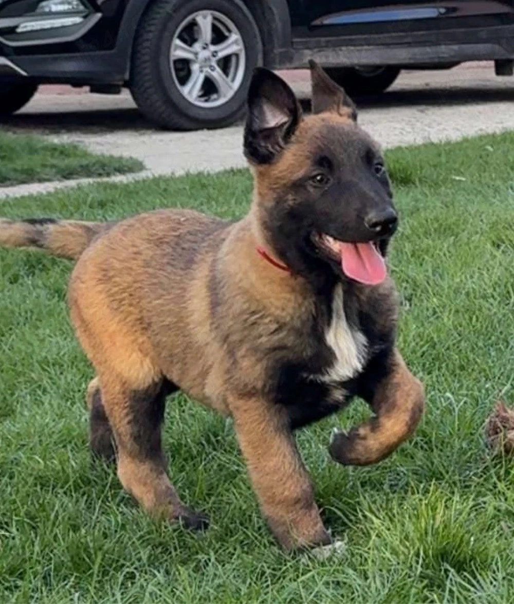 ciobanesti belgieni - malinois 