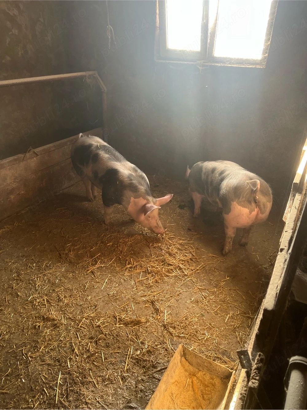 de vinzare 2 scrofite pietrean 80-90 kg