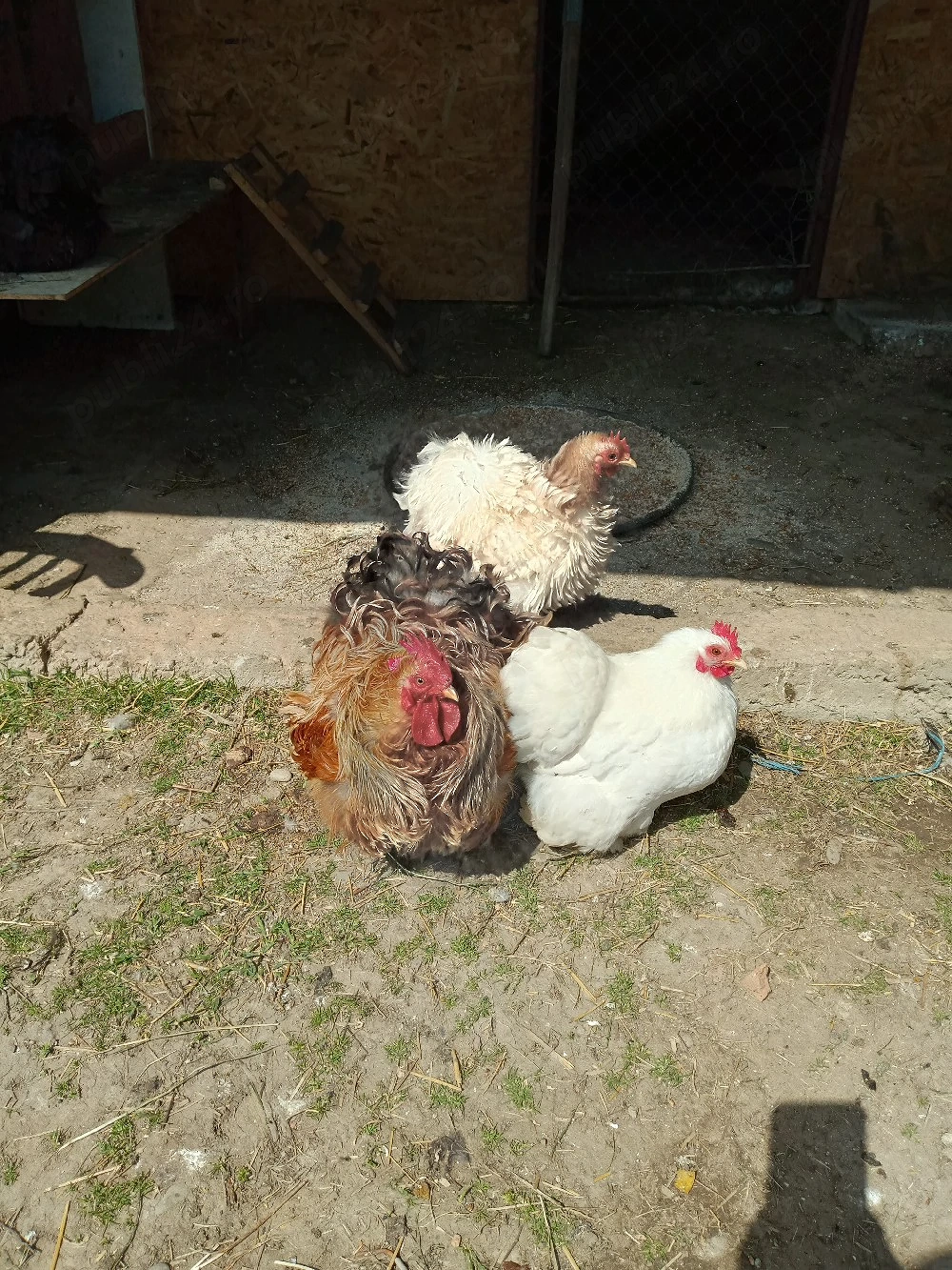 oua incubat cochinchina pitic