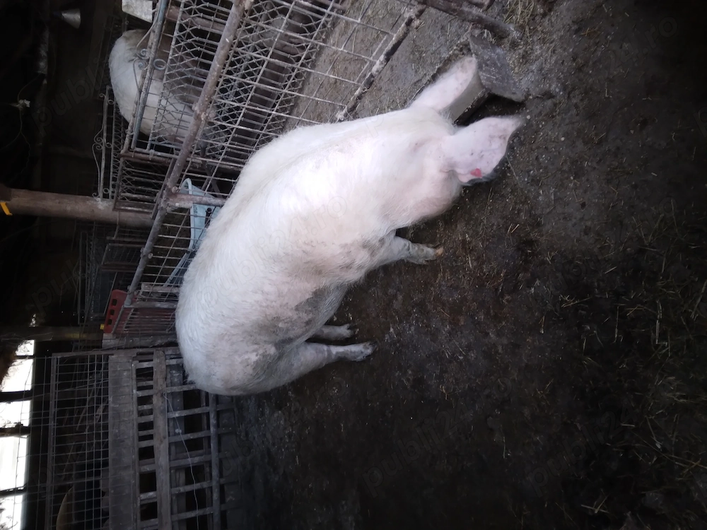 Vand scroafa  pentru sacrificat 