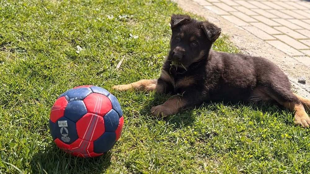 Pui ciobănesc german