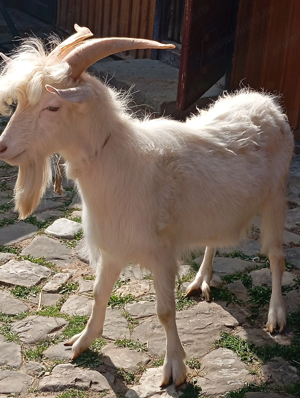 Vând țap frumos de un an
