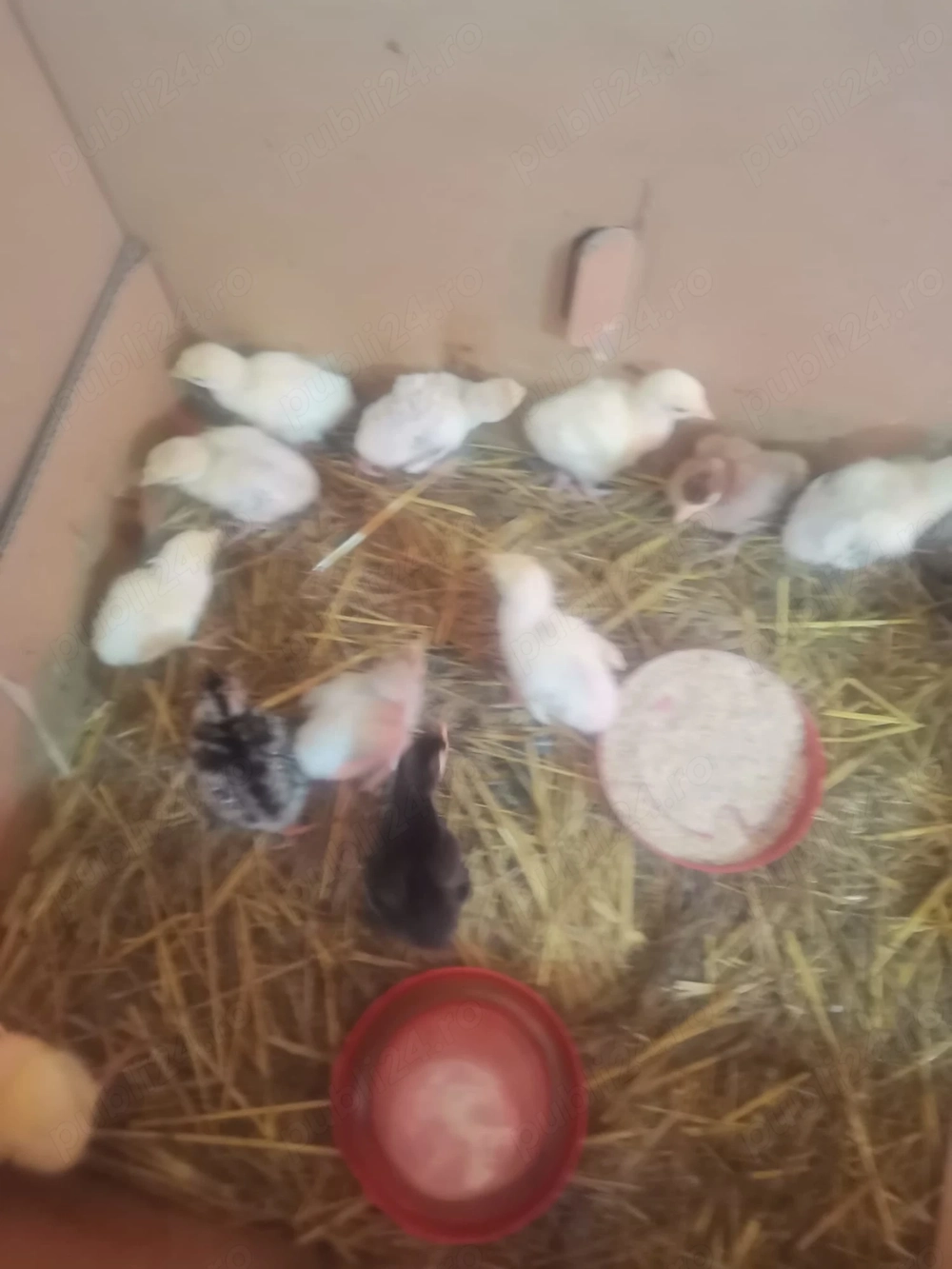 Vând 14 puișori de curca de o săptămână 