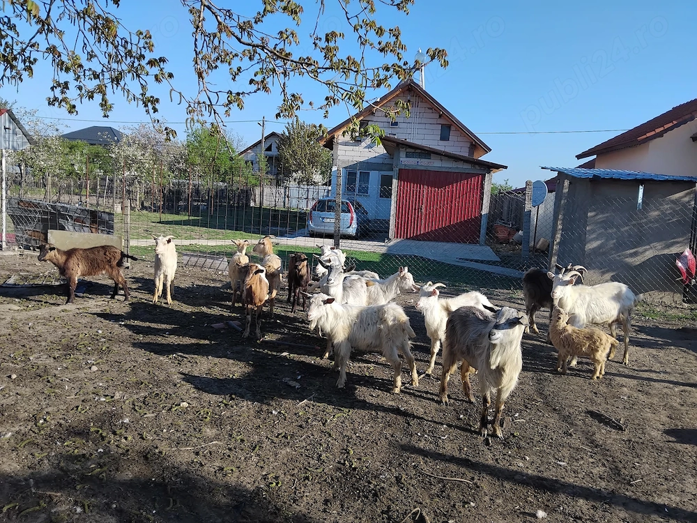 Vind capre bune mari