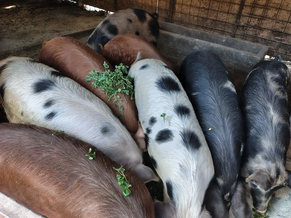 Vand porci intre 60 si 100kg