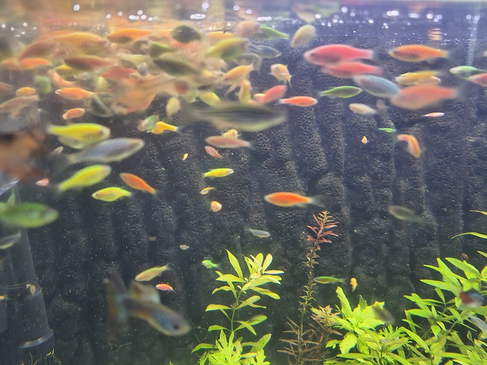 Zebre viu colorate (danio renio)