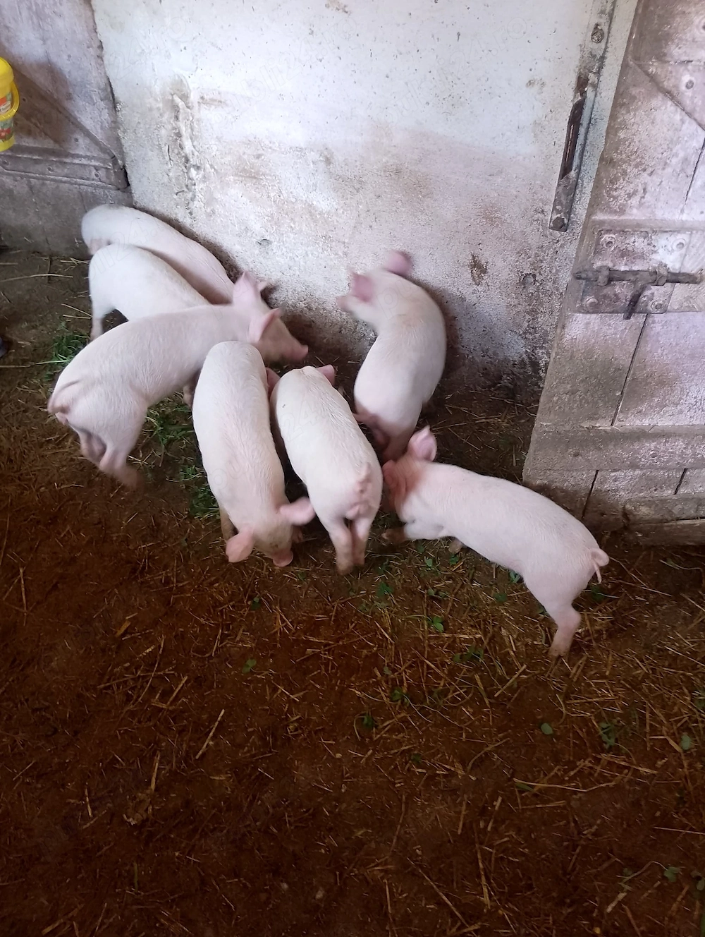 Vand purcei Marele Alb