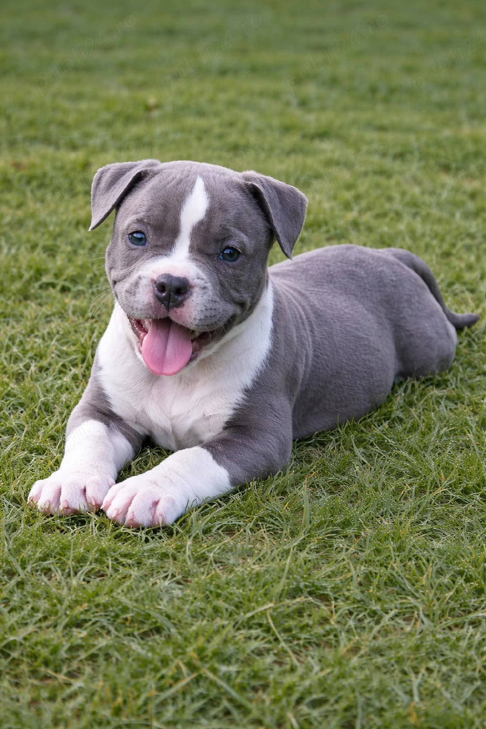American bully cu pedigree ABKC 