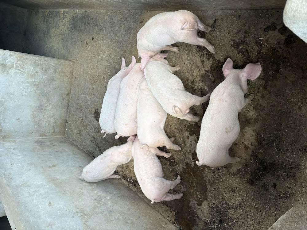 Purceii de vanzare!!