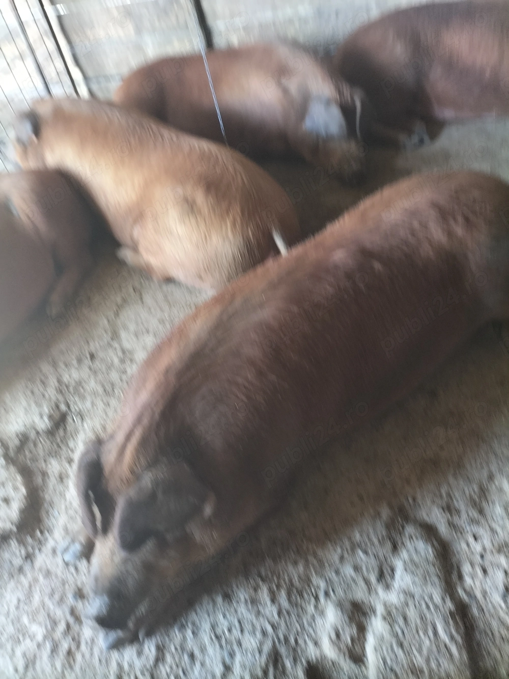 Porci duroc