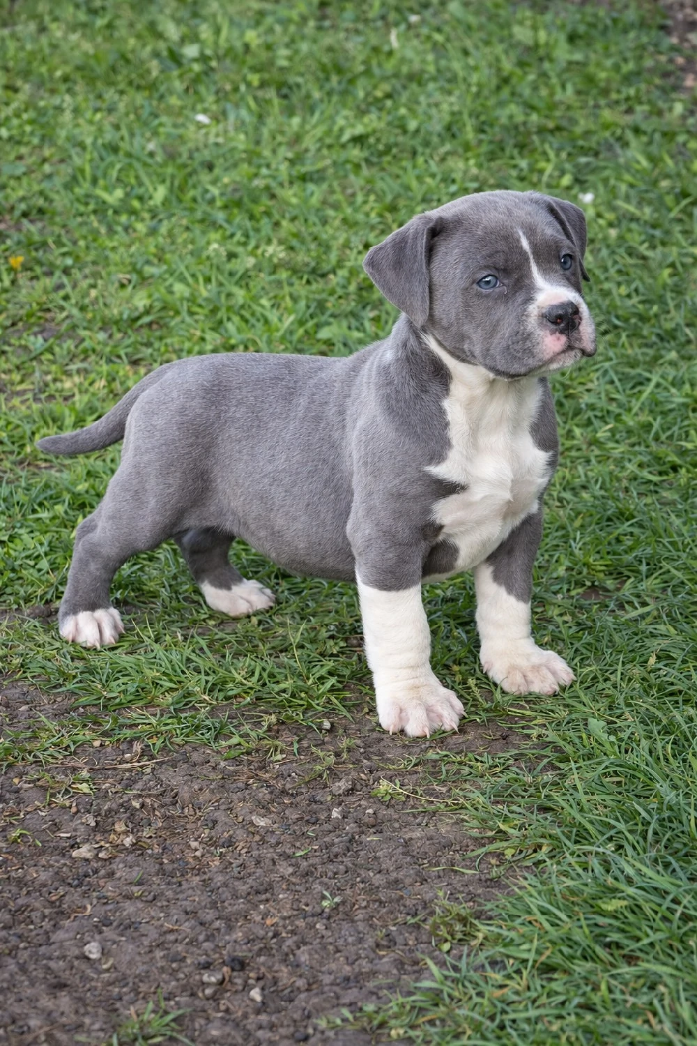 American Bully XL mascul blue cu alb, structură compactă, cu pedigree