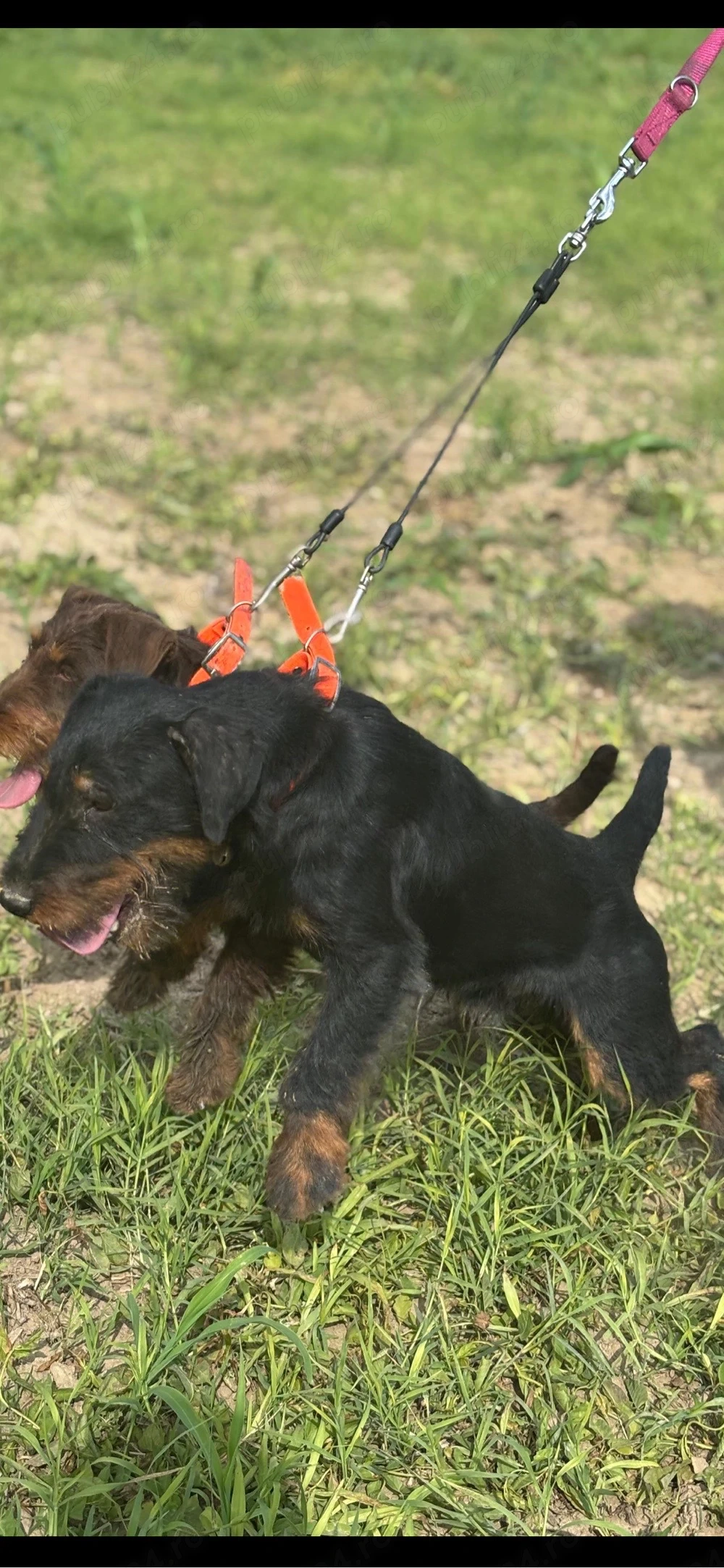 Mascul JagdTerrier jagd terrier 