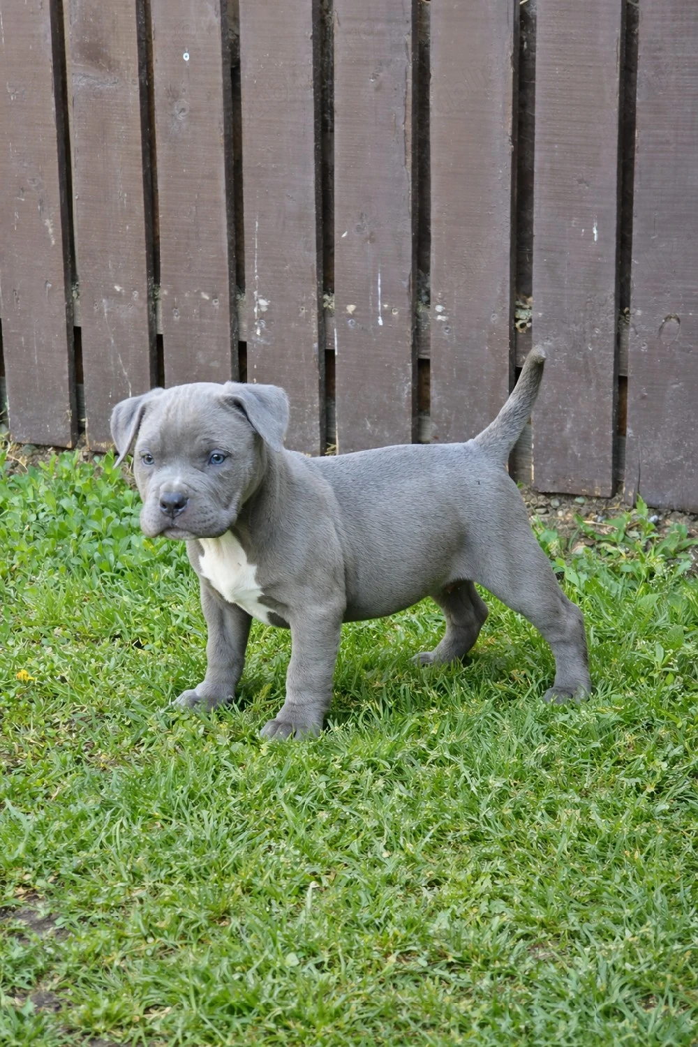 American Bully femelă deosebită, bot scurt, aspect masiv, cu pedigree