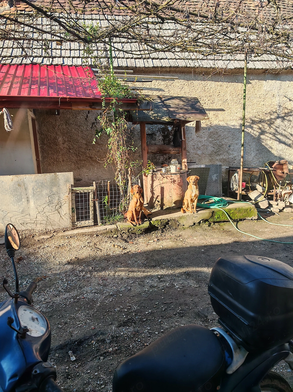 Donez Vizsla Maghiara 5 ani. Femela