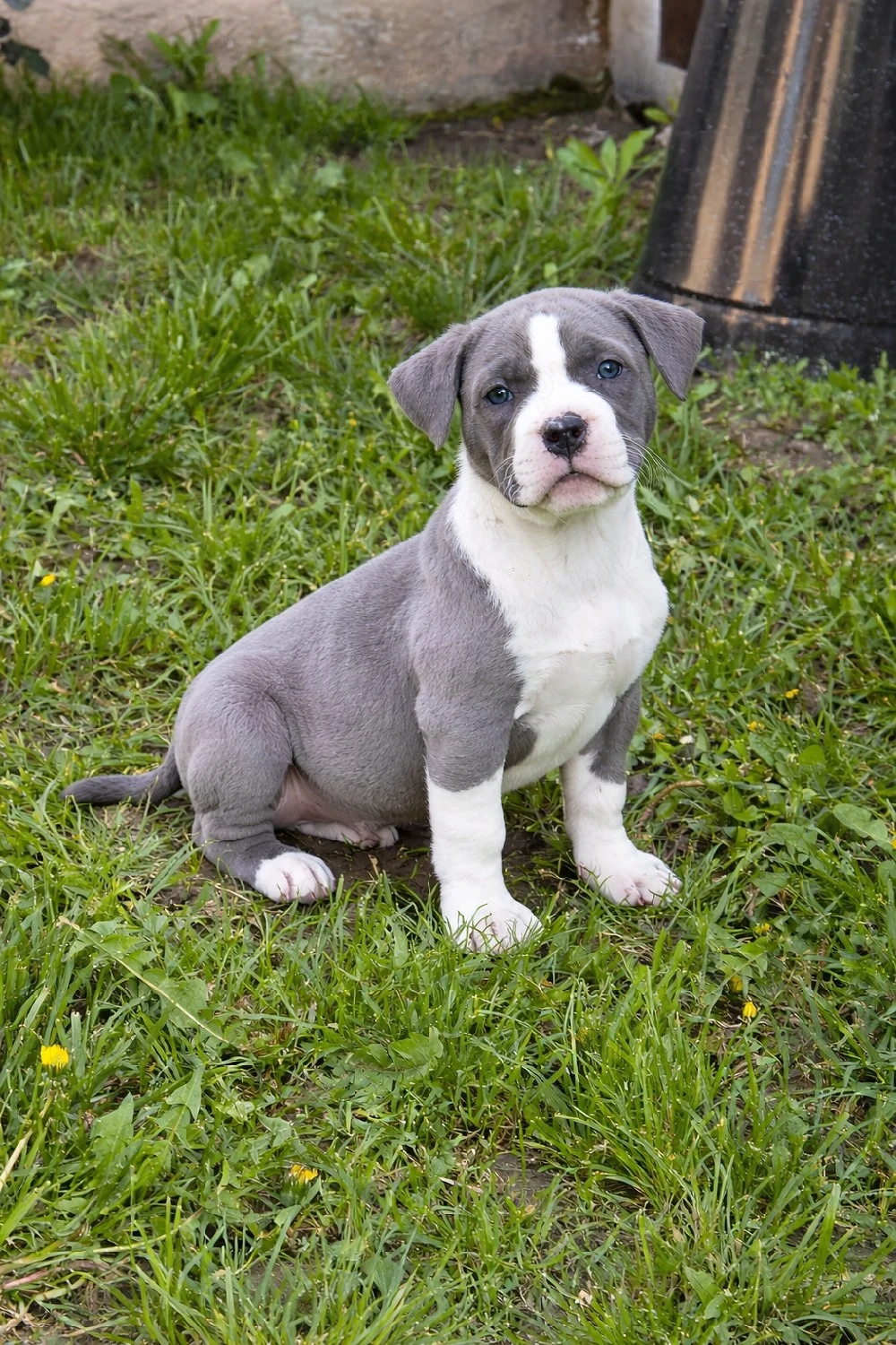 American Bully XL blue cu alb, exemplar premium, foarte bine dezvoltat, cu pedigree