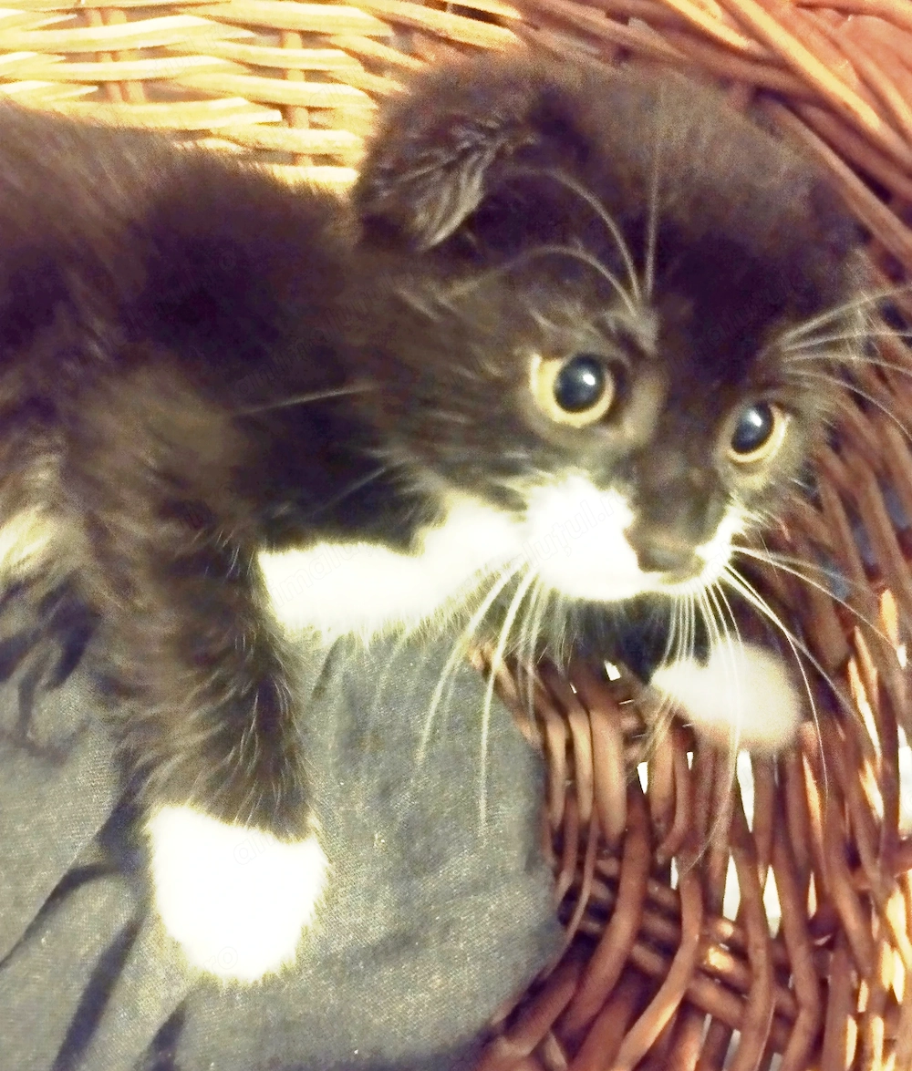 Onyx, pretioasa Scottish, cauta Om