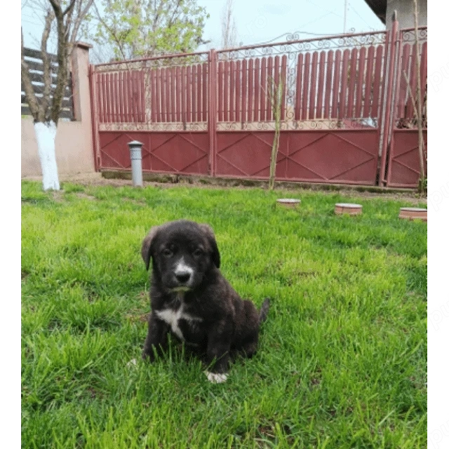 Caine ciobanesc asia centrala 