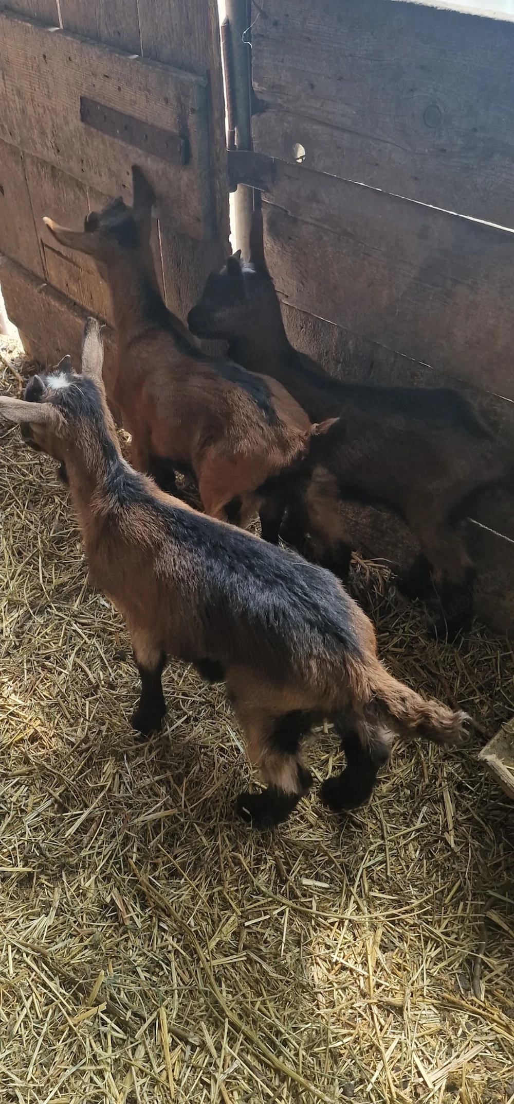 vând căprițe de rasă.