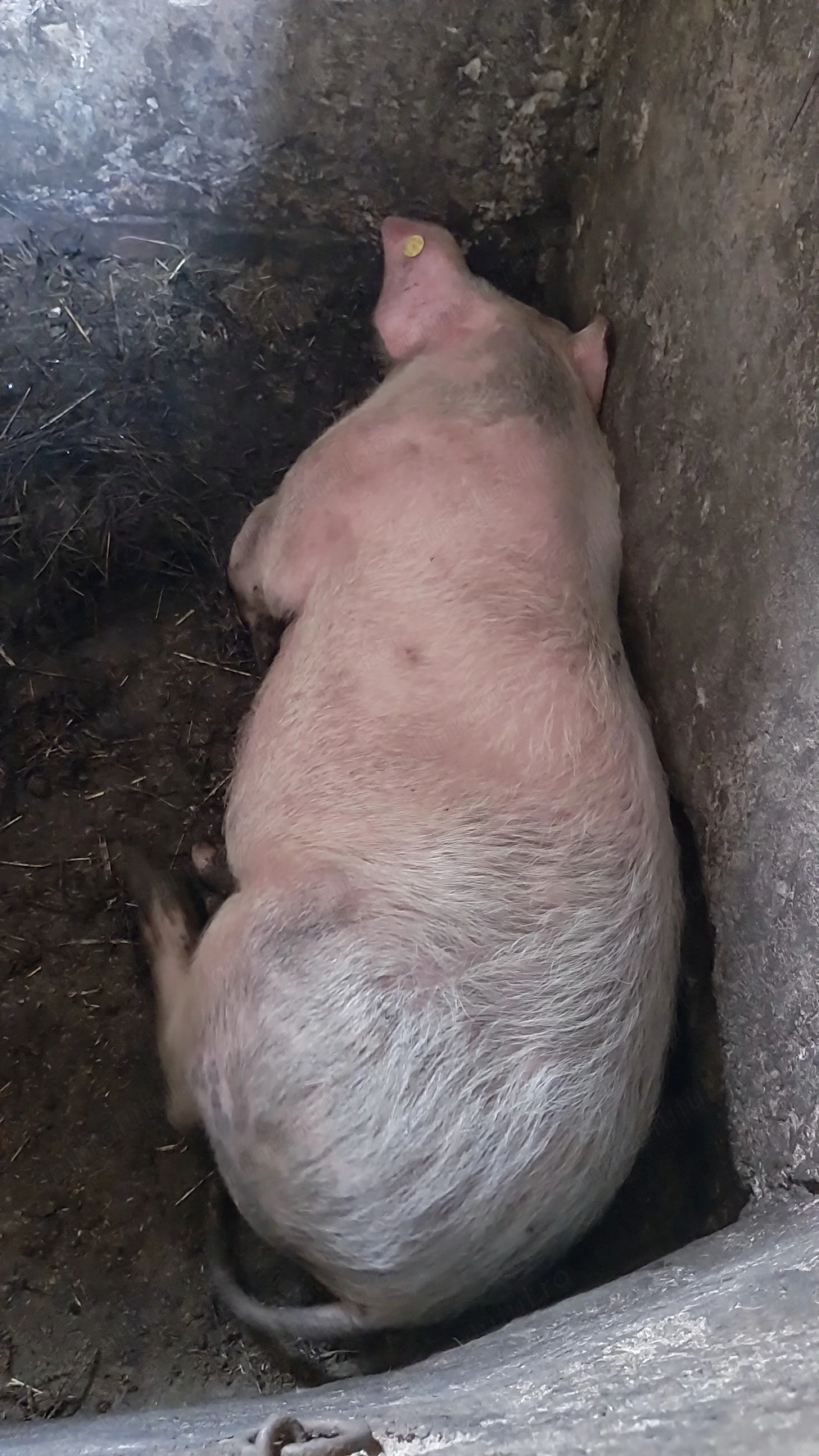 Vand godin din toamna!