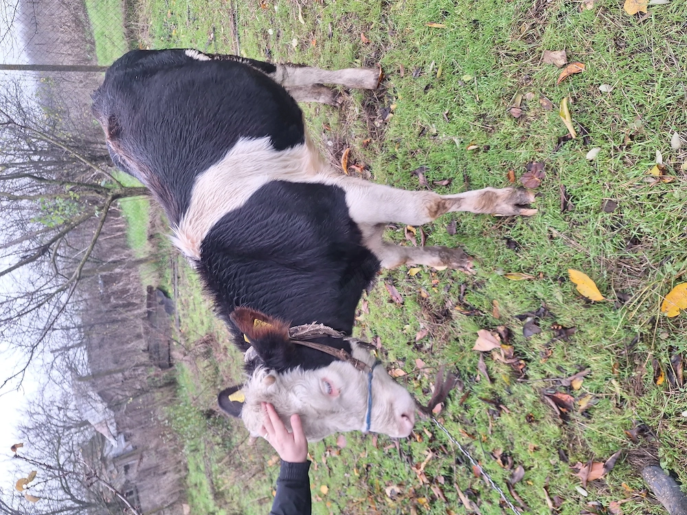 Vând junică tânără,  gata de montat