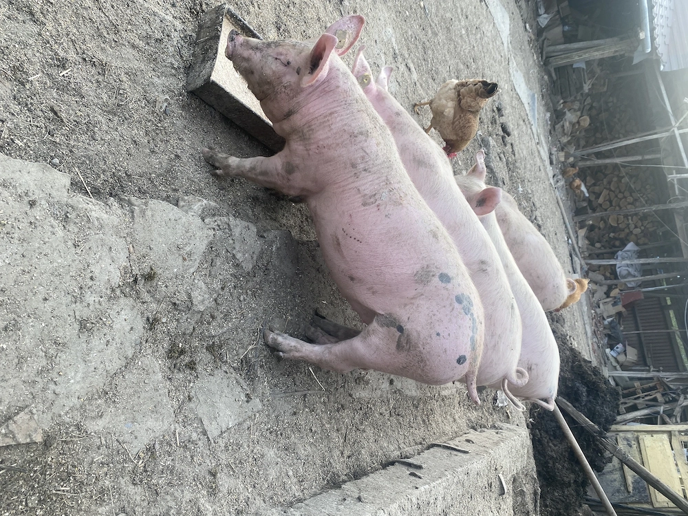 Șoldani 11 săptămâni 