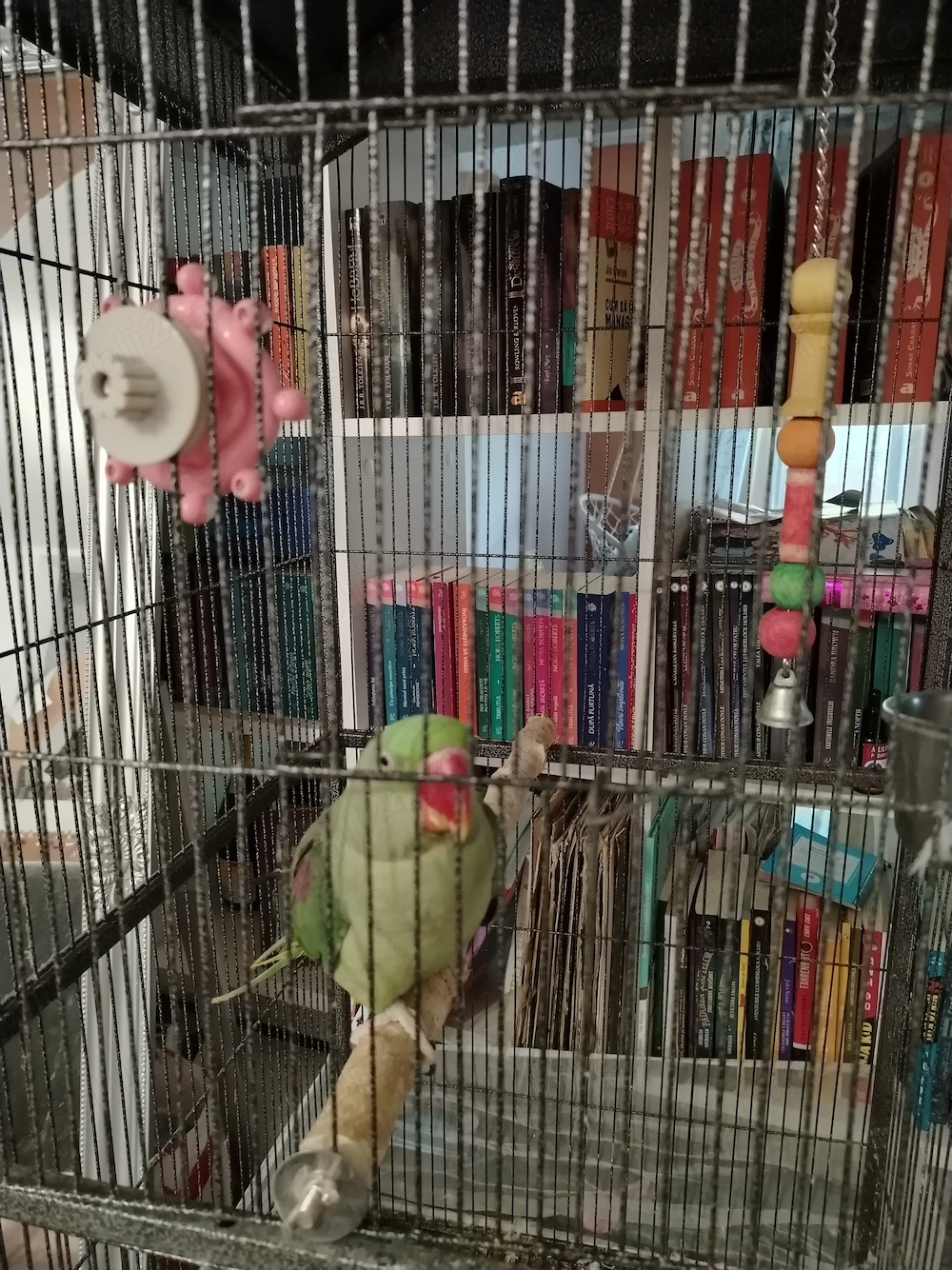 Vând papagal marele Alexandru