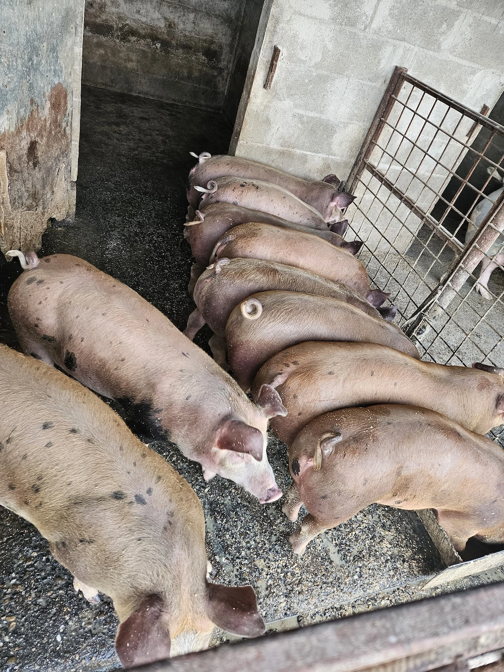 Purcei Pietrain x Duroc American