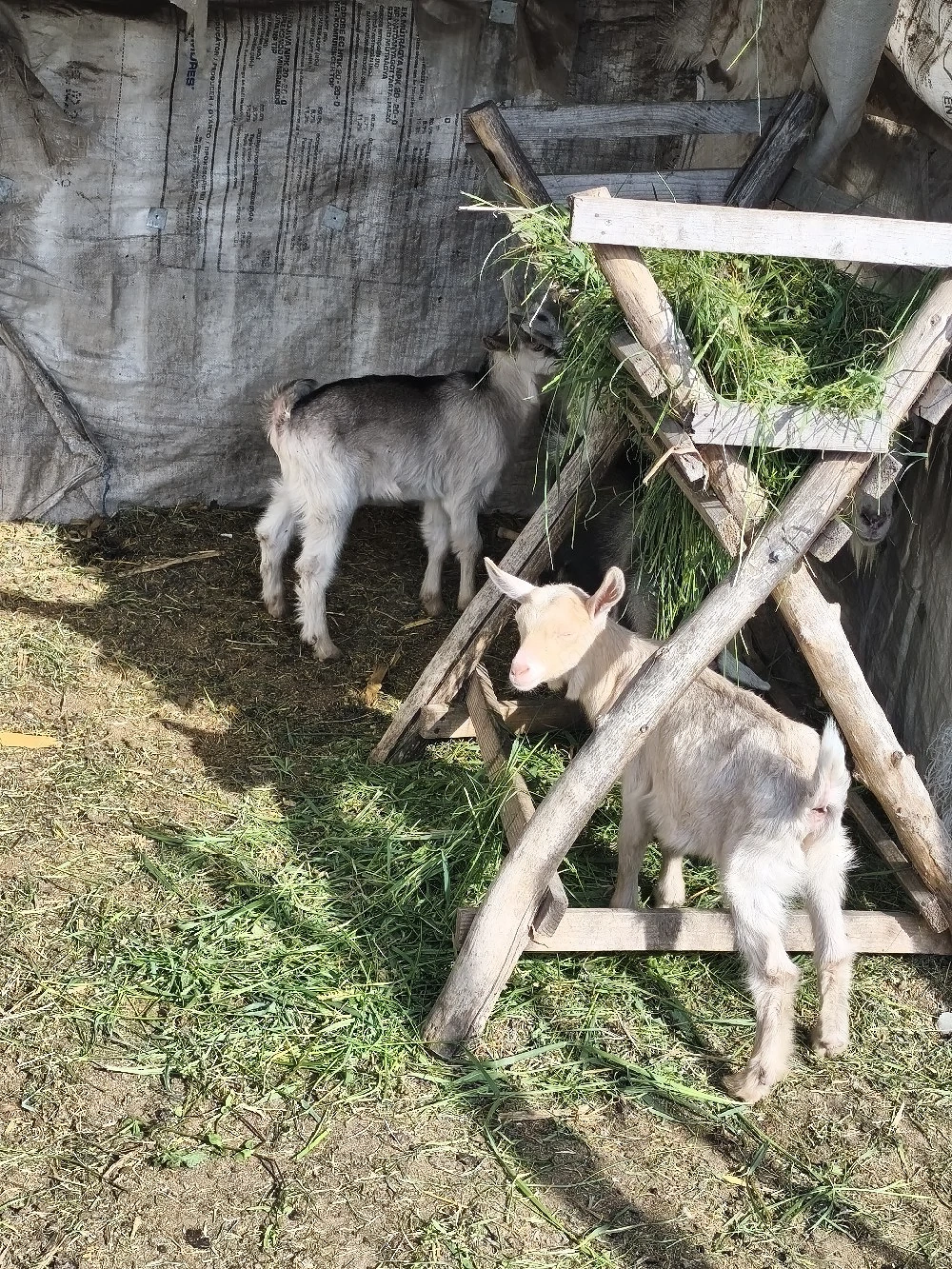 Vand sau schimb 3 tapisori