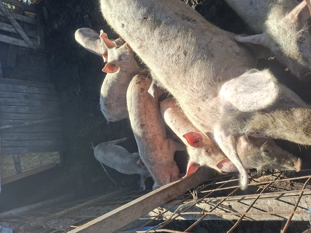 Vând porci diferite mărimi și o scroafă cu 11 purcei