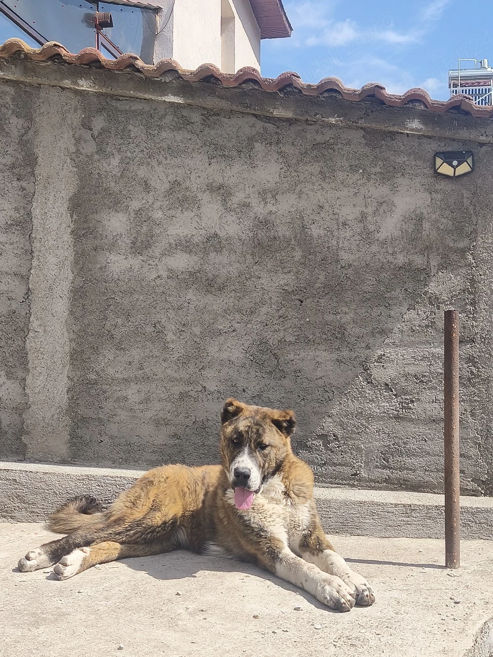 Femela Ciobanesc de Asia centrala tigrată 