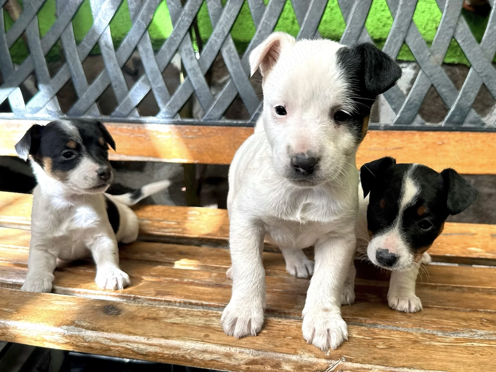 Pui Jack Russell Terrier   Născuți pe 1 Martie   2 fetițe și 1 băiat