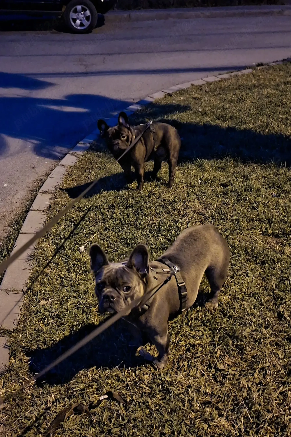 vând bulldog francez