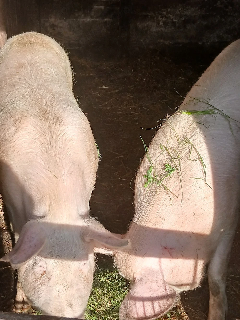 porci  de carne pt taiat