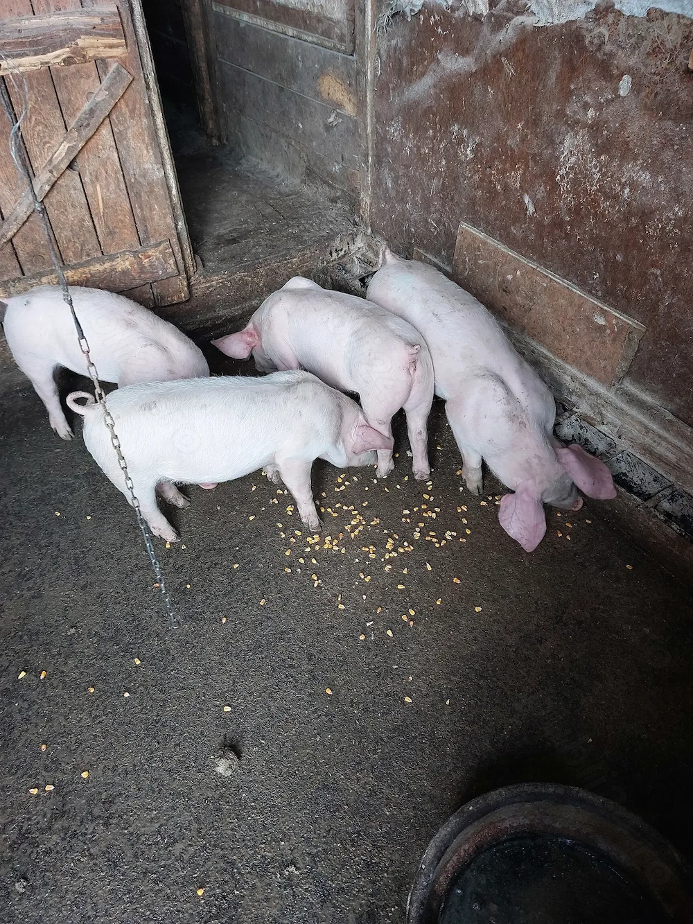 Purcei de 7  ,8 și 10 sap.