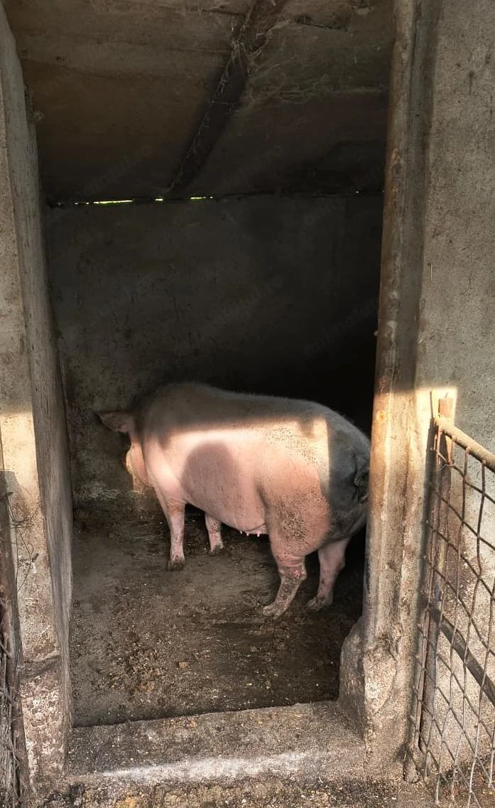 Vând porci Ialomița Fierbinți