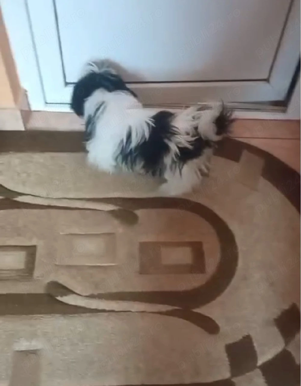 fetiță shih tzu ajut cu transport in țară 